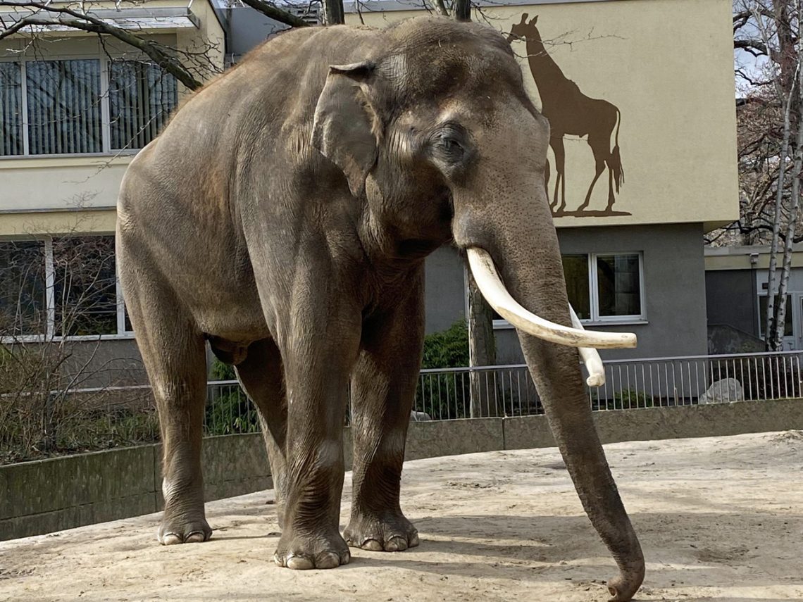 Elefant heißt auf Englisch elephant